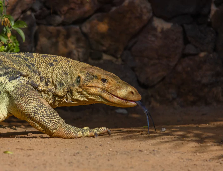 Closeup of a komodo dragon lizard