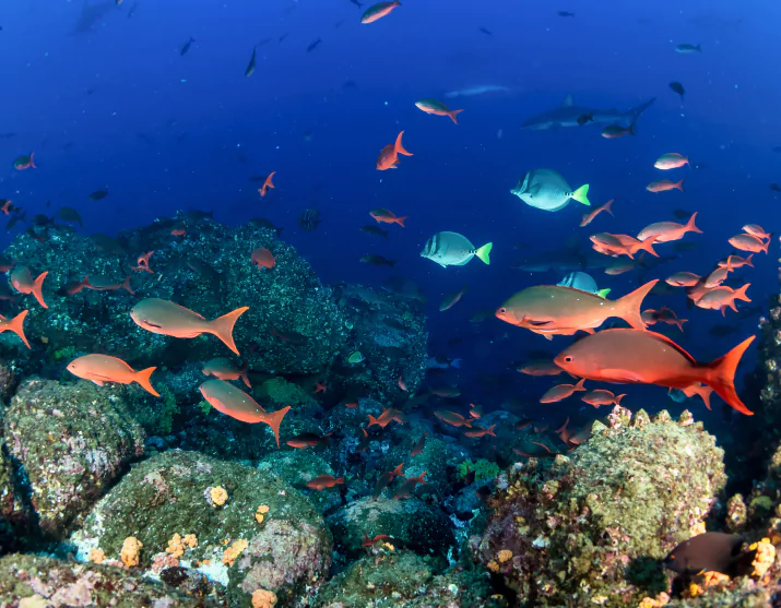 The Best Komodo Snorkeling Spots
