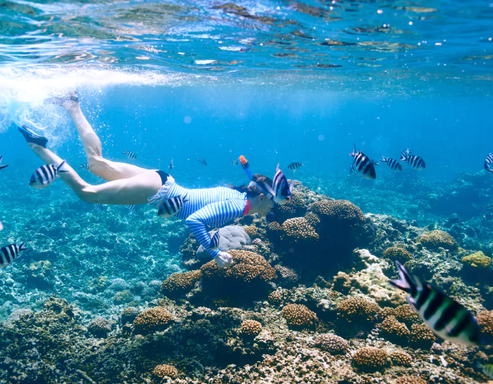 The Daily Komodo Snorkeling Plan