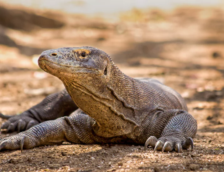 Komodo dragon closeup