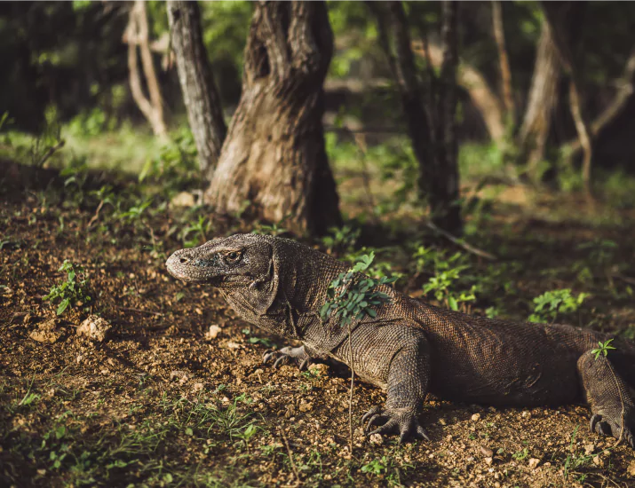 Komodo dragon