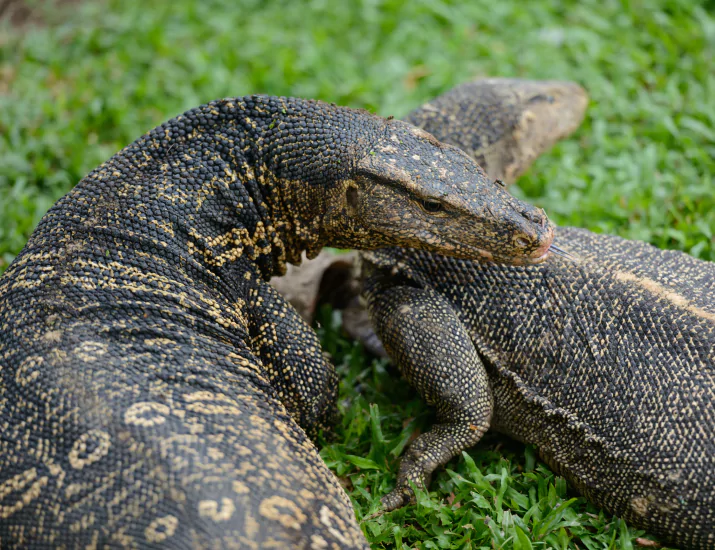 Two lizards walking around the grass